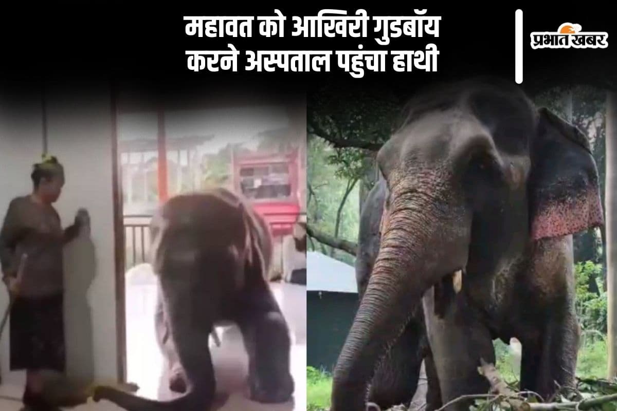 अस्पताल पहुंचा हाथी, महावत को ऐसे कहा आखिरी गुडबॉय, Viral Video देखकर हो जाएंगे भावुक