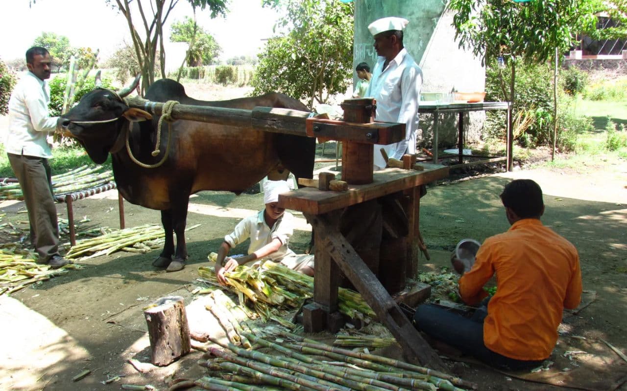 Exclusive: ग्रामीण क्षेत्रों में आज भी जिंदा है पुरानी परंपरा, कड़ाह की गुड़ से इलाकों में फैल रही सोंधी की खुशबू