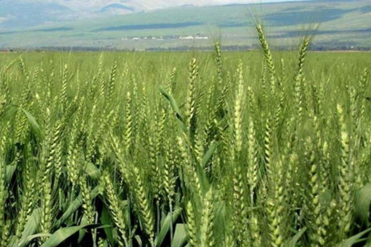 Exclusive: बिहार में बाढ़ से 26 लाख टन अनाज के उत्पादन में गिरावट के आसार, जानें खाद्यान्न उत्पादन कम होने की वजह