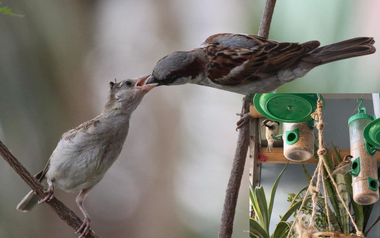 World Sparrow Day: विलुप्त के कगार पर घर के आंगन में चहकने वाली गौरैया, यहां पढ़ें विश्व गौरैया दिवस पर विशेष