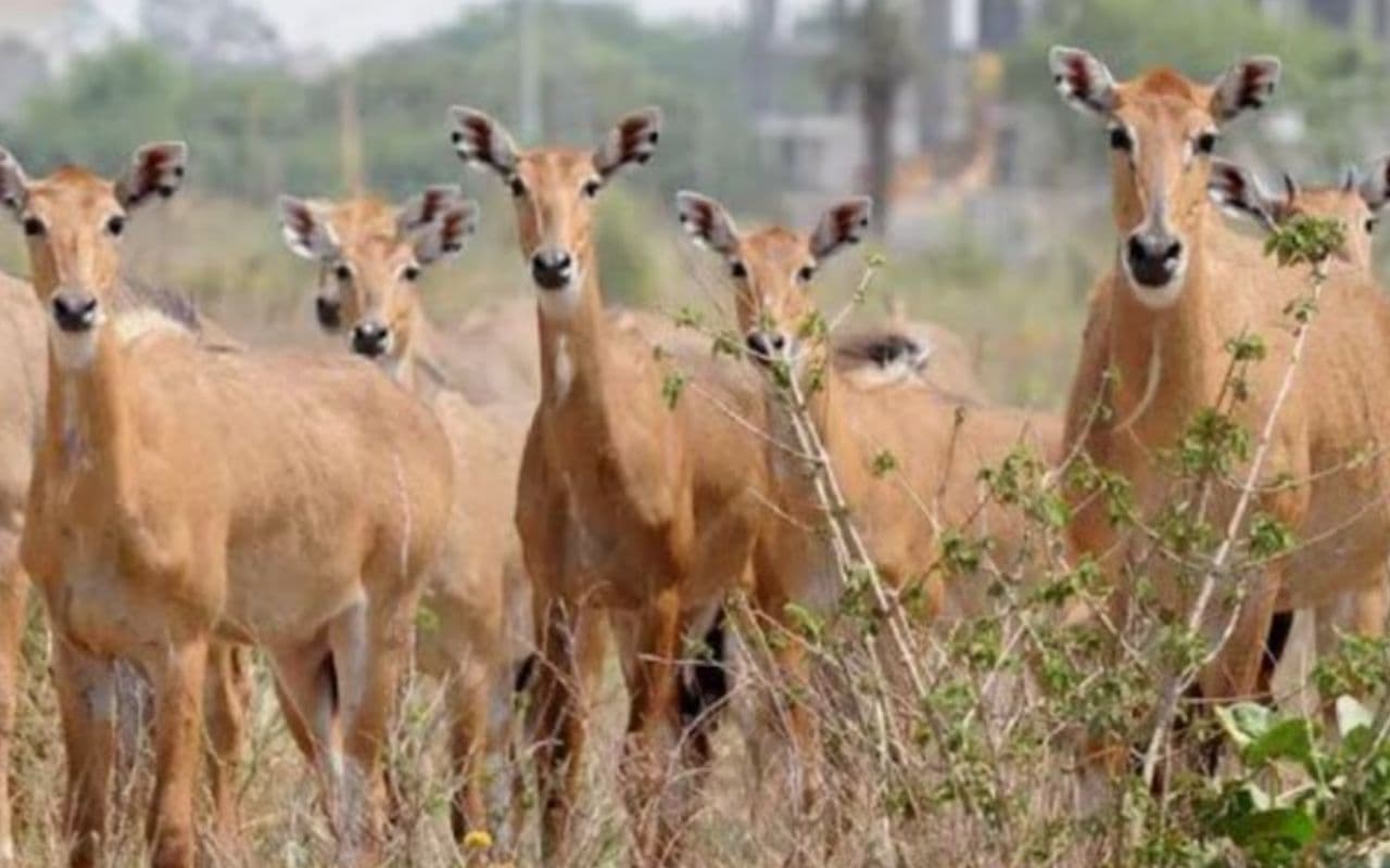 Bihar News: बिहार में नीलगाय करेगी फसल नुकसान तो सरकार देगी मुआवजा, मौत पर परिजनों को मिलेगा दस लाख रुपये