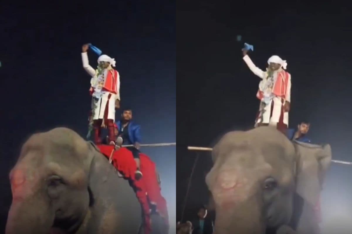 Viral Video: पवन सिंह के सुपरहिट गाने को सुन बेकाबू हुआ दूल्हा, हाथी पर चढ़कर किया कूद-कूदकर डांस