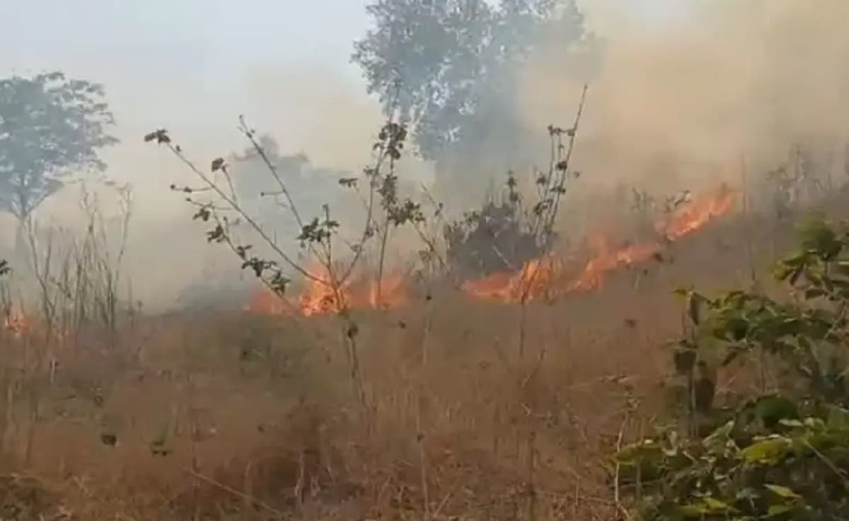 जमुई के जंगल में भीषण आग, हजारों पेड़ राख, वन्यजीवों में हाहाकार