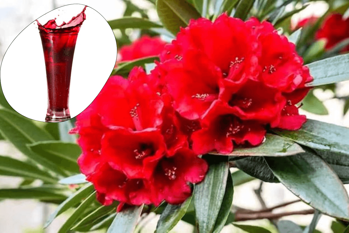 Buransh Flower Juice Recipe: क्या आप जानते हैं इस पहाड़ी फूल का नाम- गर्मियों में इसके जूस से मिलते हैं अनगिनत फायदे