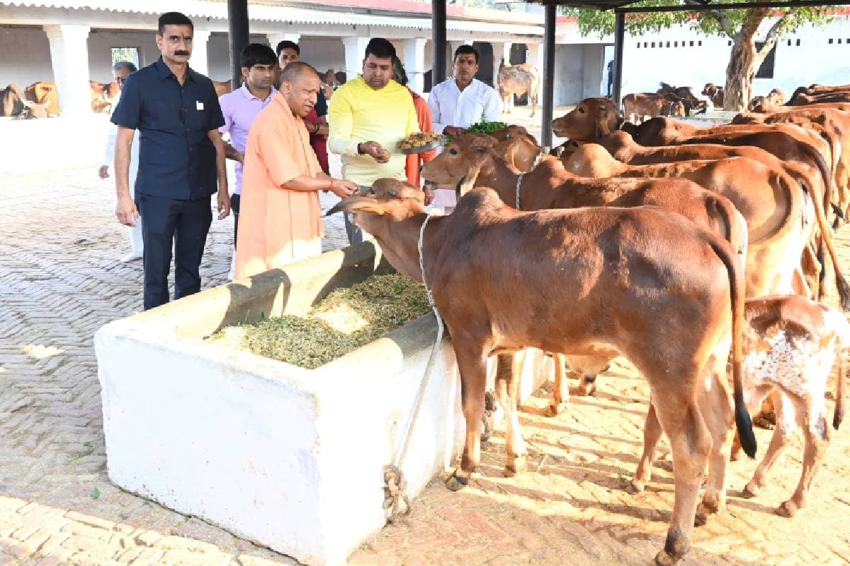 Watch Video : सीएम योगी को पैरों की आहट से पहचान लेतीं हैं गाएं