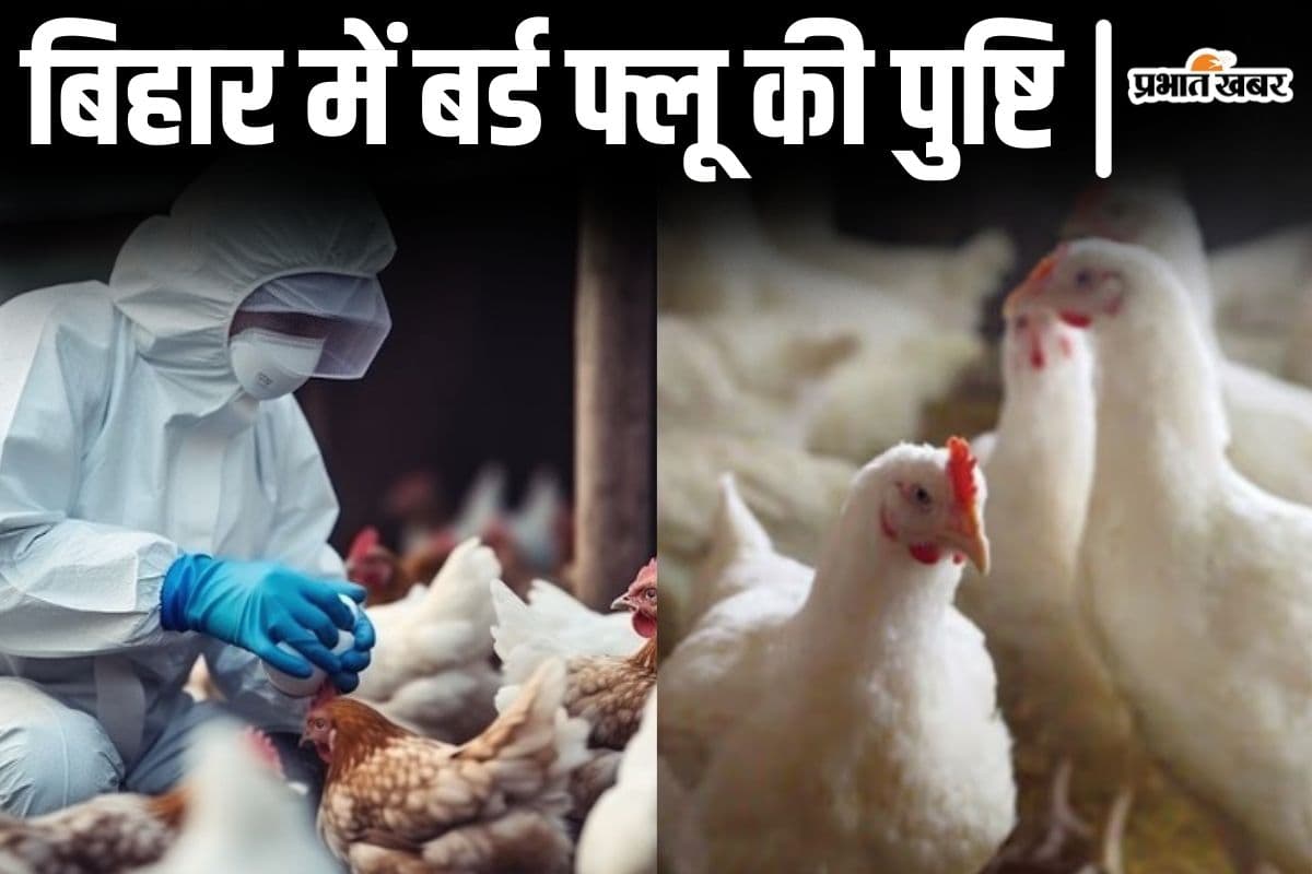 बिहार में बर्ड फ्लू फैला, मुर्गा-मुर्गियों को मारने का फरमान जारी, चिकन दुकानों को किया जाएगा सील!