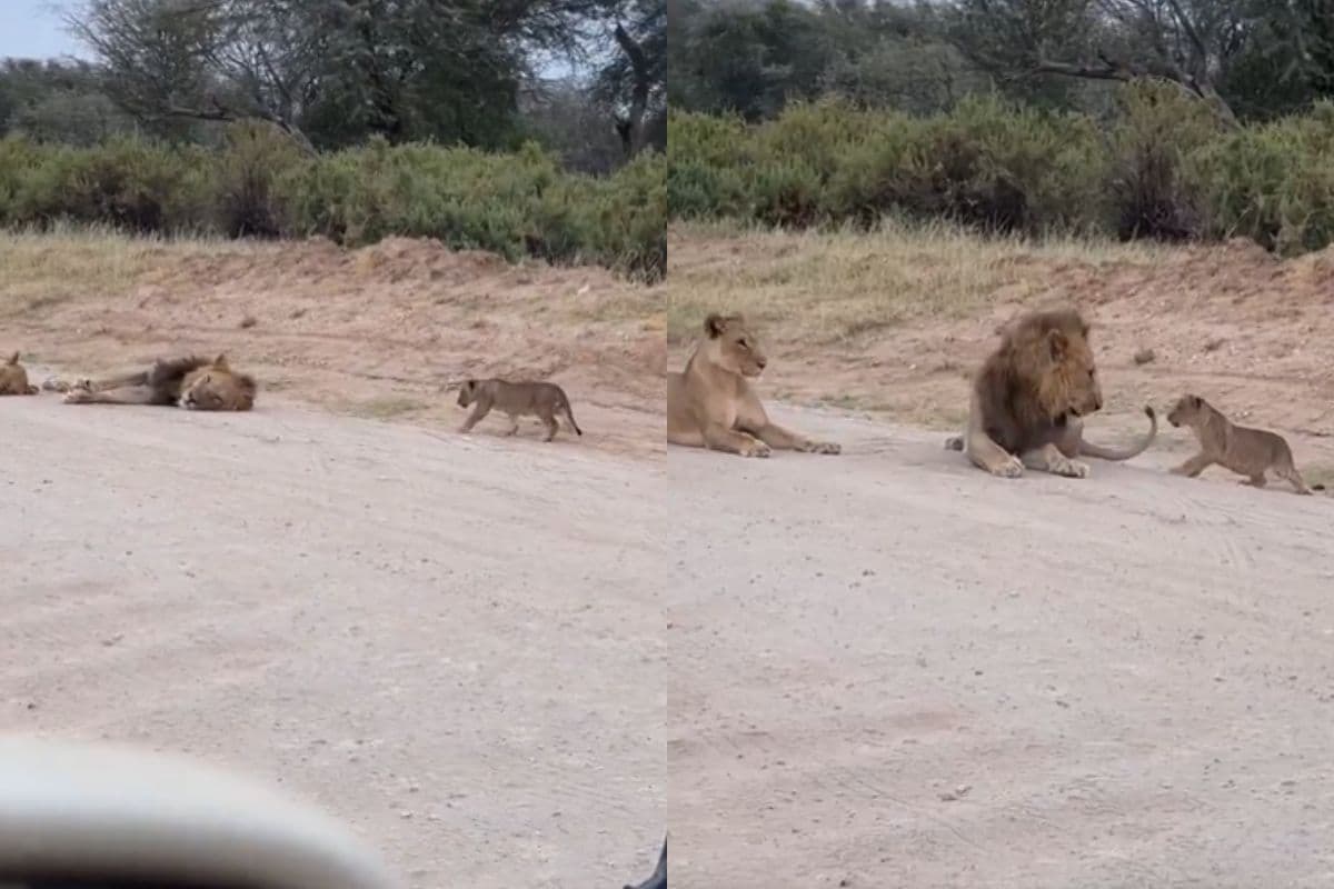 Viral Video: मन मोह लेगी नन्हे शेर की शरारत, वीडियो देखकर चेहरे पर आ जाएगी मुस्कान, वायरल हो रहा वीडियो