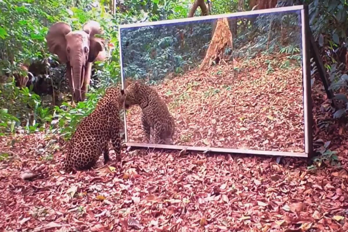 Viral Video: जंगल में रख दिया बड़ा सा आईना, जानवरों ने देखा अपना चेहरा, रिएक्शन देख शर्तिया आ जाएगी हंसी, वीडियो वायरल