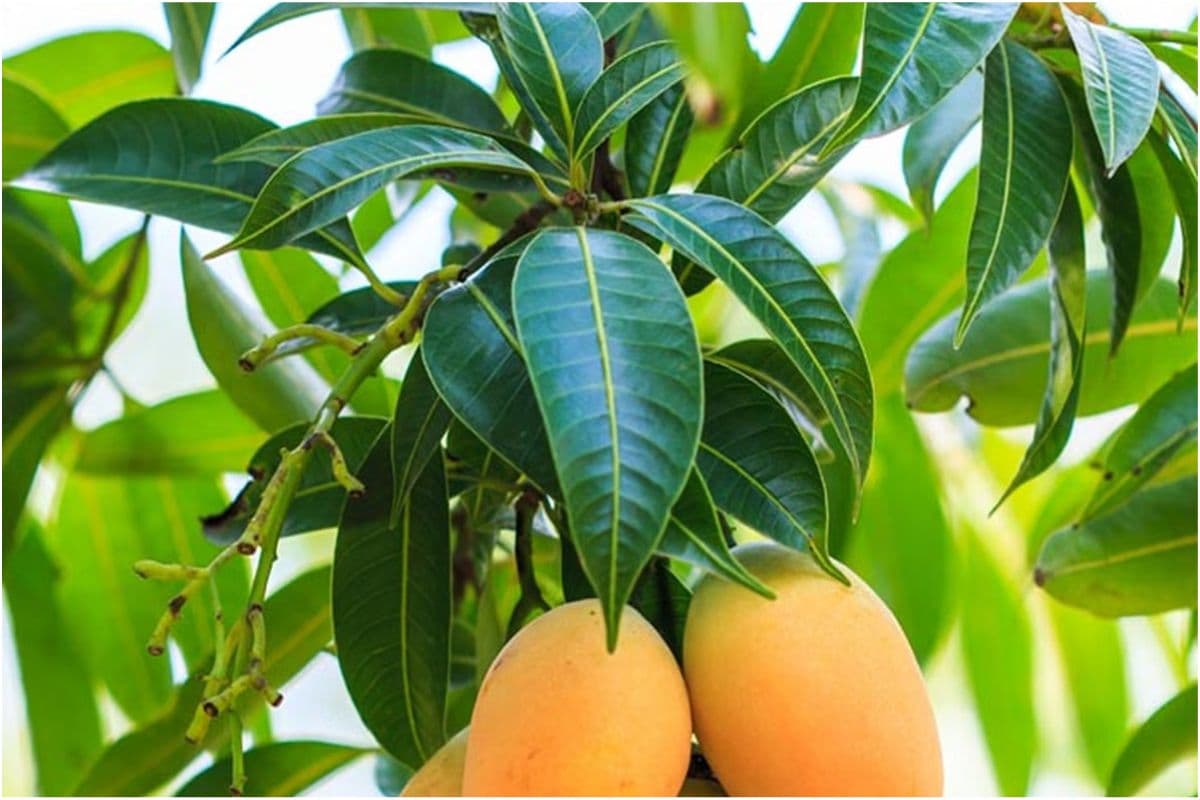 Health Benefits OF Mango Leaves:   जानिए आम के पत्तों का रहस्य,कैसे ये छोटी पत्तियां बदल सकती हैं आपकी सेहत