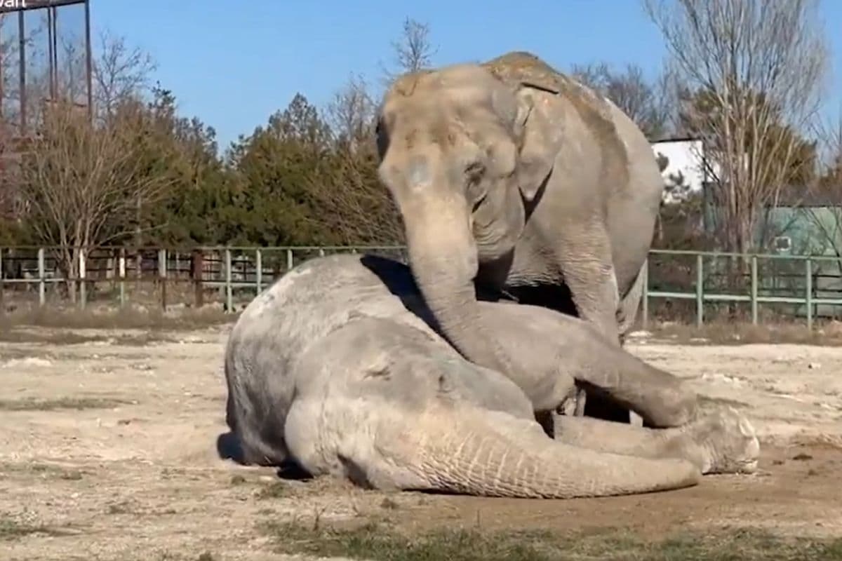 Viral Video: 25 साल का छूटा साथ, मौत से टूटा हाथी, वीडियो देख दुख से फट जायेगा कलेजा!