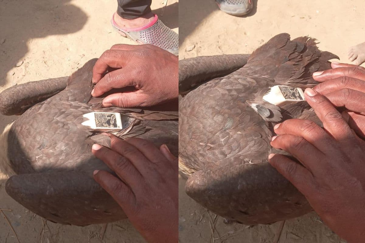 इंडो-नेपाल बॉर्डर पर मिला संदिग्ध गिद्ध, इलेक्ट्रॉनिक डिवाइस लगा पक्षी पकड़ाया, जांच एजेंसियां हैरान