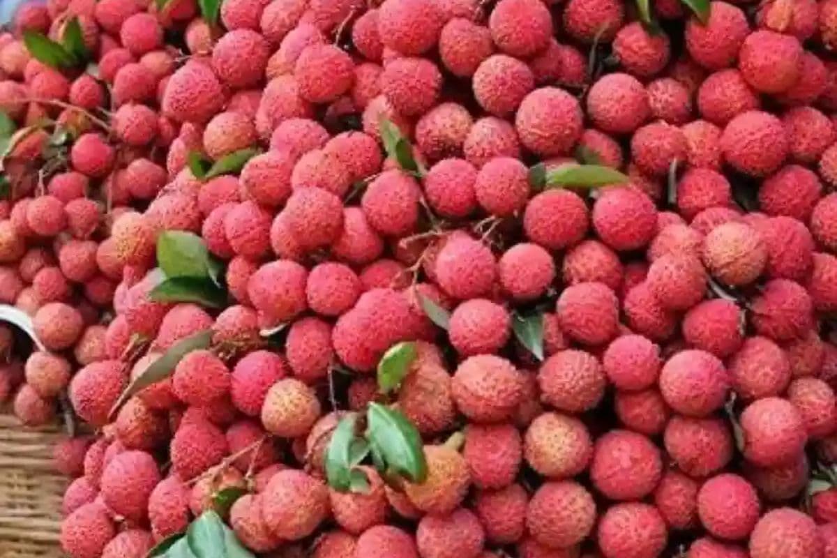 Muzaffarpur News: विदेशों तक पहुंचेगी इस बार मुजफ्फरपुर की शाही लीची, किसानों में खुशी की लहर