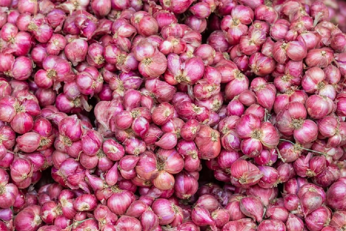 किसानों की आमदनी बढ़ेगी या महंगा होगा प्याज? सरकार ने निर्यात शुल्क हटाने का फैसला लिया