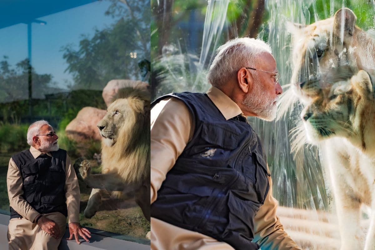 PM Modi Vantara Visit: जब शेरों के बीच पहुंचे पीएम मोदी, बोतल से पिलाया दूध, तस्वीरें वायरल