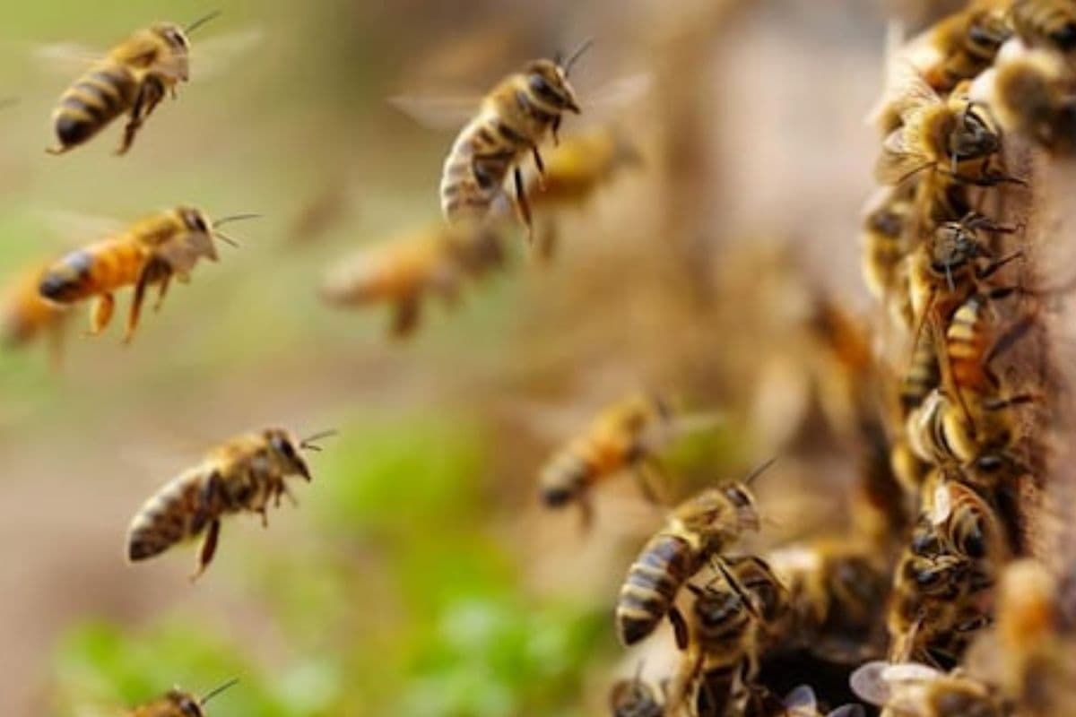 Rajasthan: अंतिम संस्कार में शामिल लोगों पर मधुमक्खियों ने किया हमला, 50 बीमार