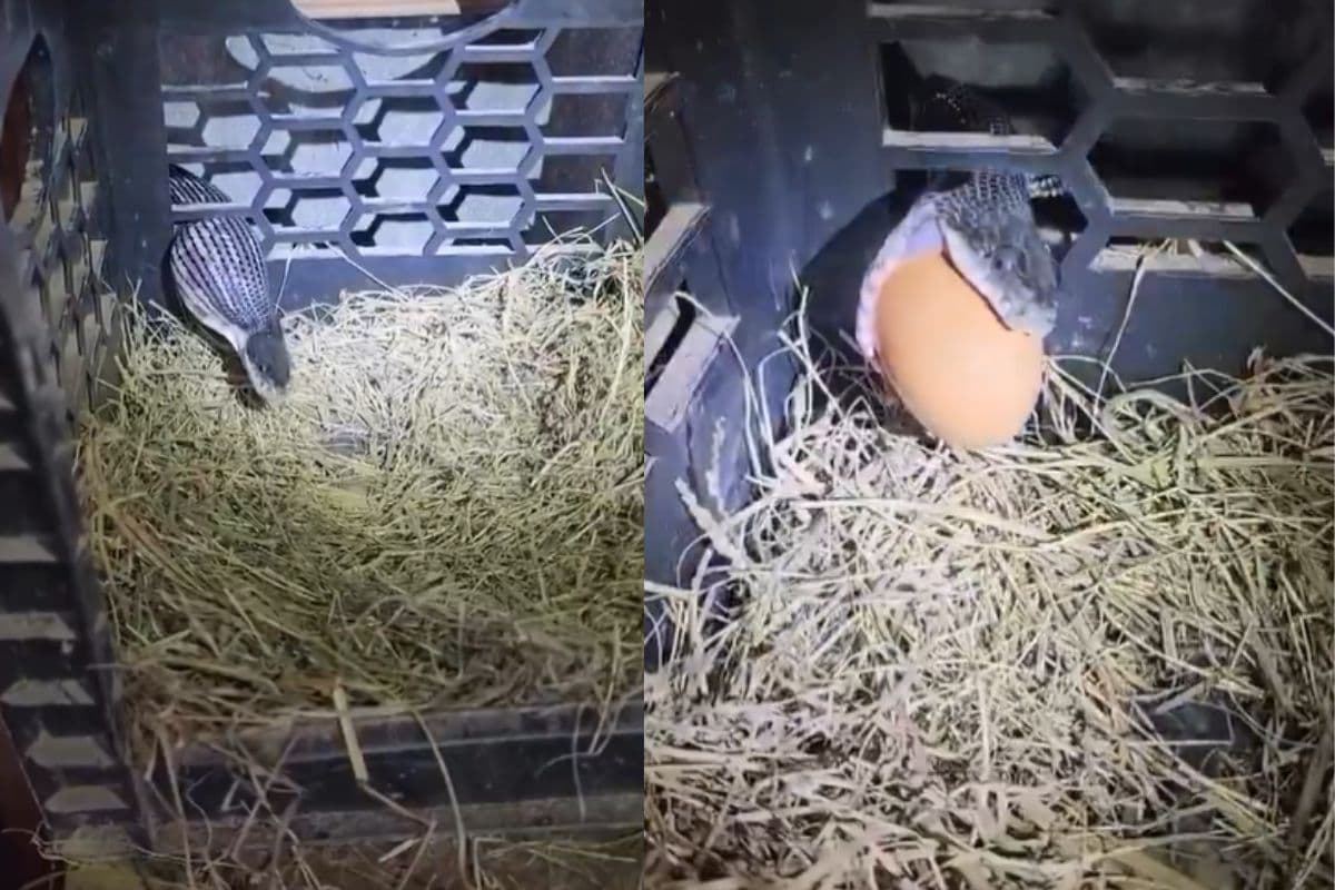 Viral Video: पिंजरे में घुसकर अंडा निगल रहा था खतरनाक सांप, पड़ गए जान के लाले! देखें वीडियो