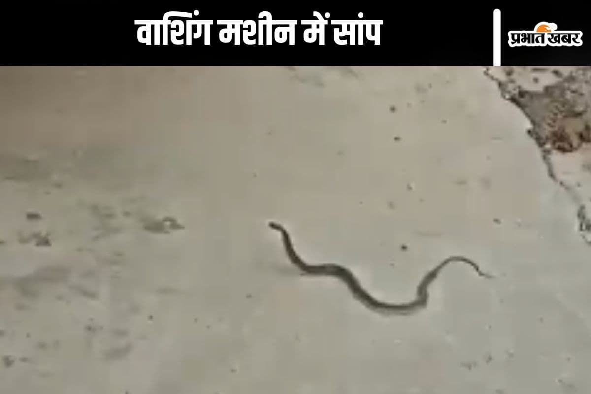 Viral Video : वाशिंग मशीन में घुसा सांप, पाइप से निकला