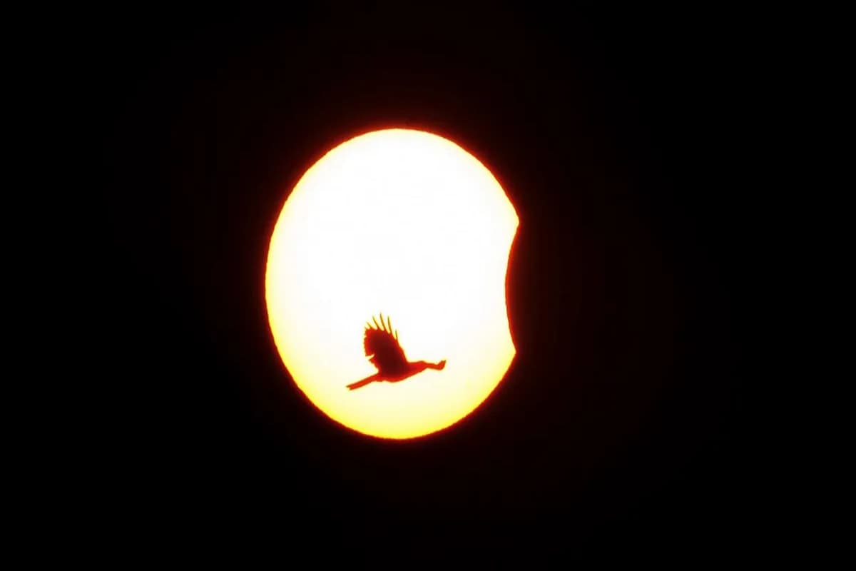 Solar Eclipse 2025 Live Streaming: 29 मार्च को सूर्य ग्रहण, मोबाइल-टैबलेट पर ऐसे देखें लाइव
