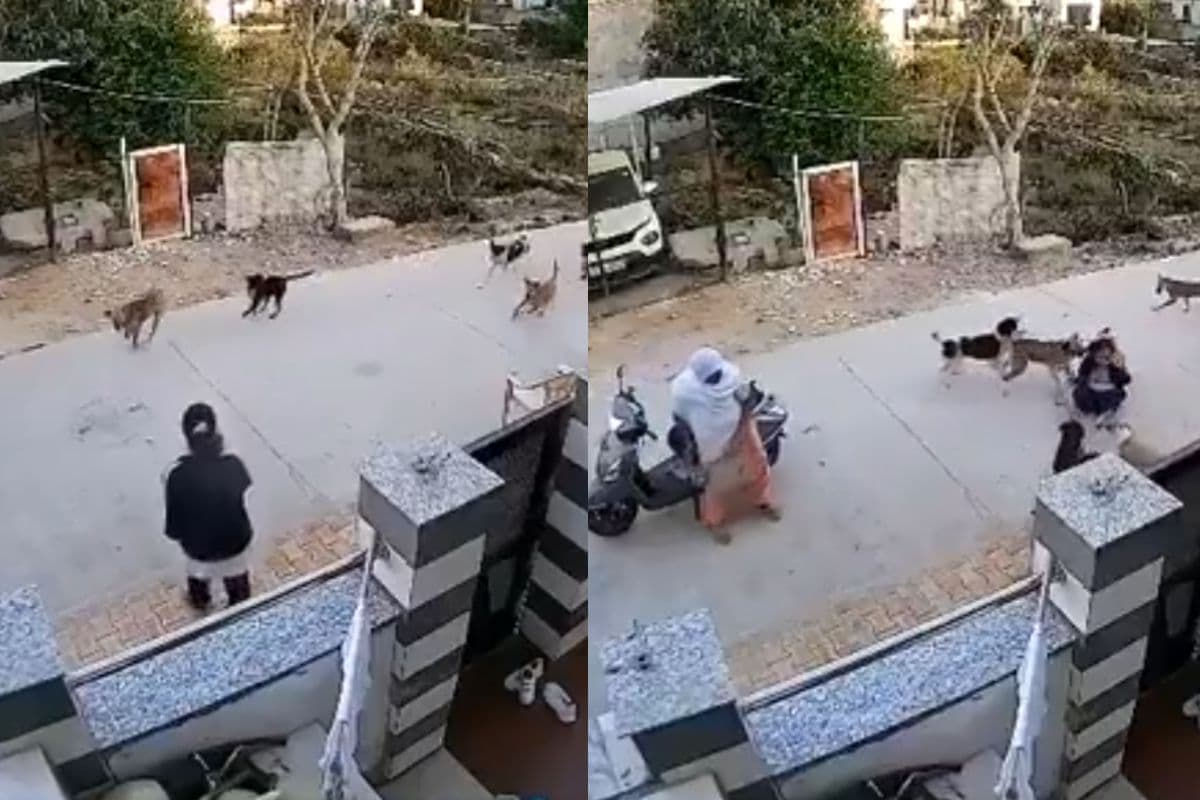 Viral Video: लड़की पर टूट पड़े आवारा कुत्ते, अचानक आ गई स्कूटी सवार महिला, फिर जो हुआ देखें वीडियो