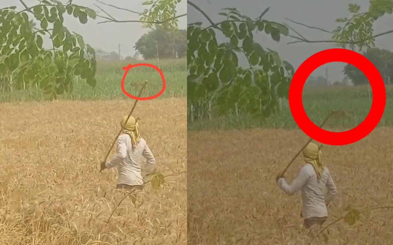 Video: इस जिले में घूम रहा बाघ, गड़गड़ाहट से दहला इलाका, दहशत में लोग