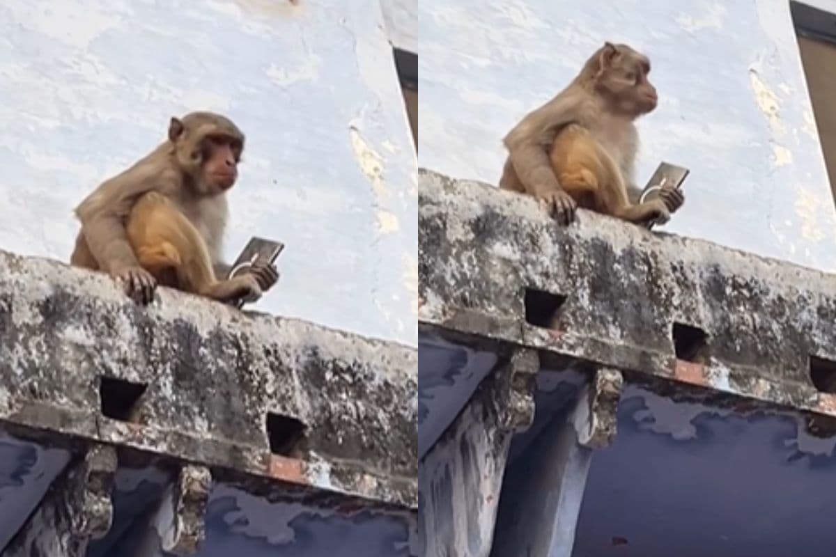Viral Video: डेढ़ लाख के मोबाइल के बदले बंदर महाराज ने मांगा मैंगो जूस, वीडियो हुआ वायरल