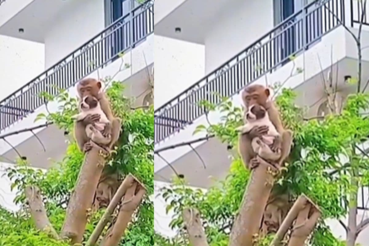 बंदर ने दी दोस्ती की मिसाल, कुत्ते को गोद में उठाकर पेड़ से नीचे उतारते हुए वीडियो वायरल