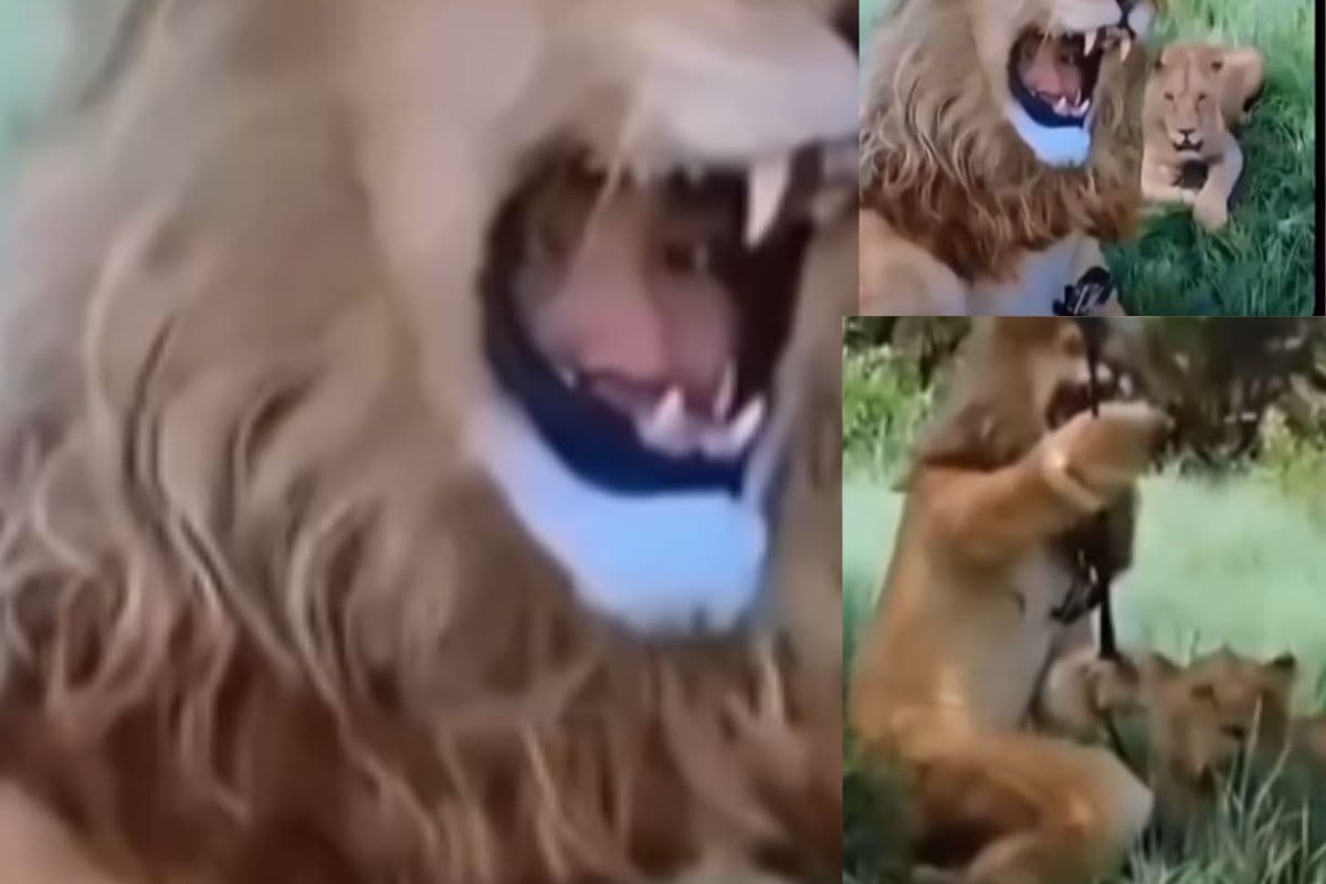 Viral Video: शेर का पहना कॉस्ट्यूम फिर उसी के साथ करवाया फोटो शूट, वीडियो वायरल