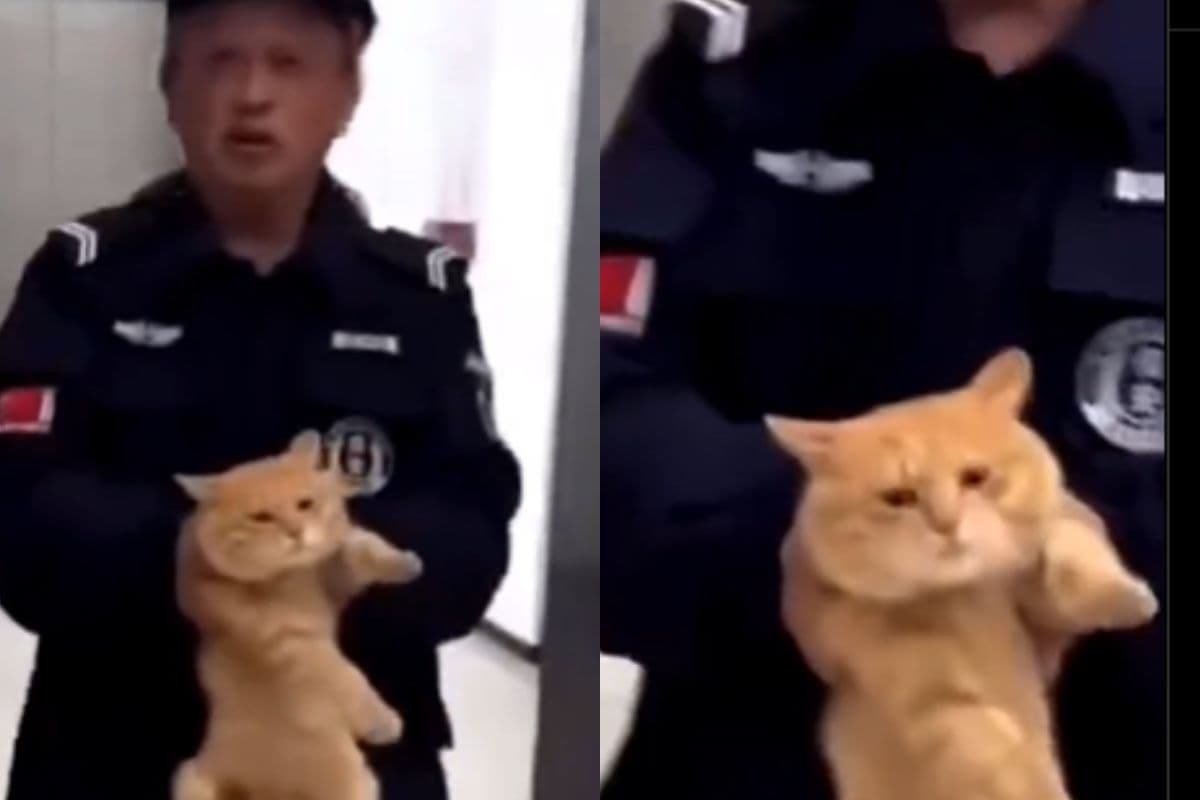 Viral Video: मछली चुराने के जुर्म में बिल्ली हुई गिरफ्तार, सोशल मीडिया पर वीडियो वायरल