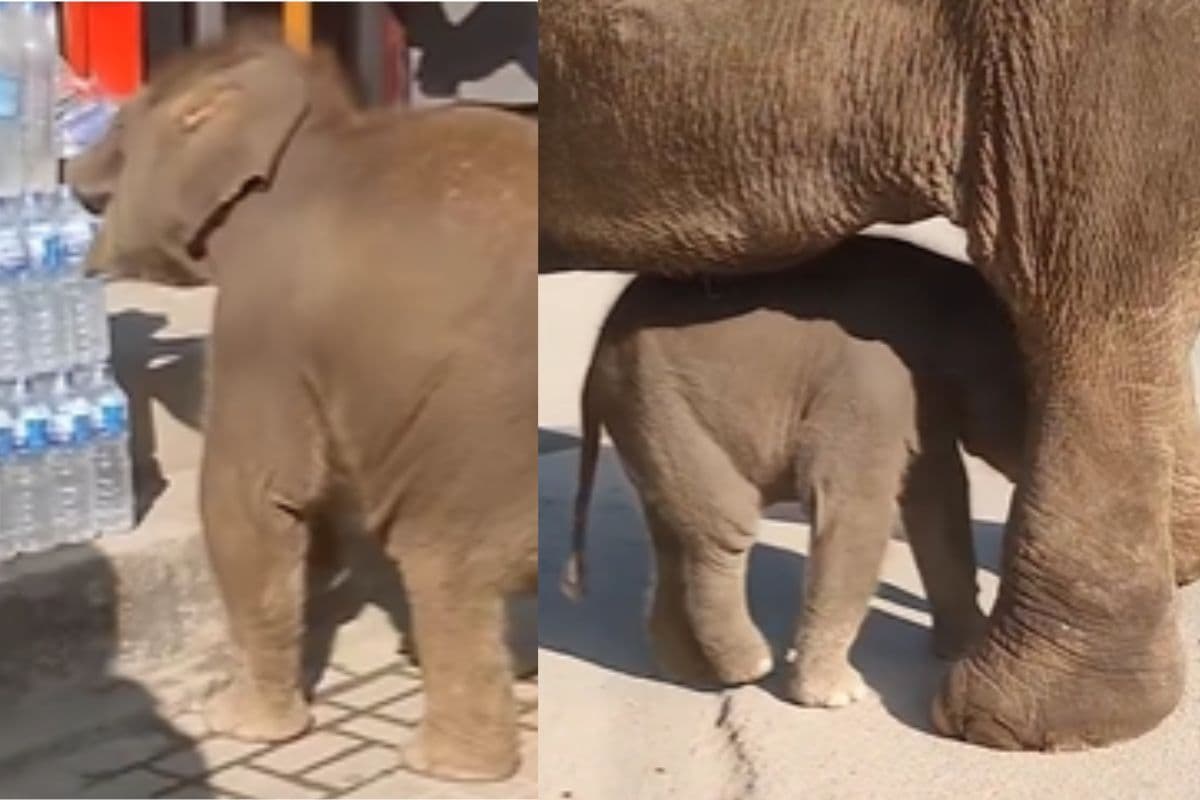 Viral Video: दुकानदार से मार पड़ने पर नन्हा हाथी छुप गया मां के पीछे, वीडियो वायरल
