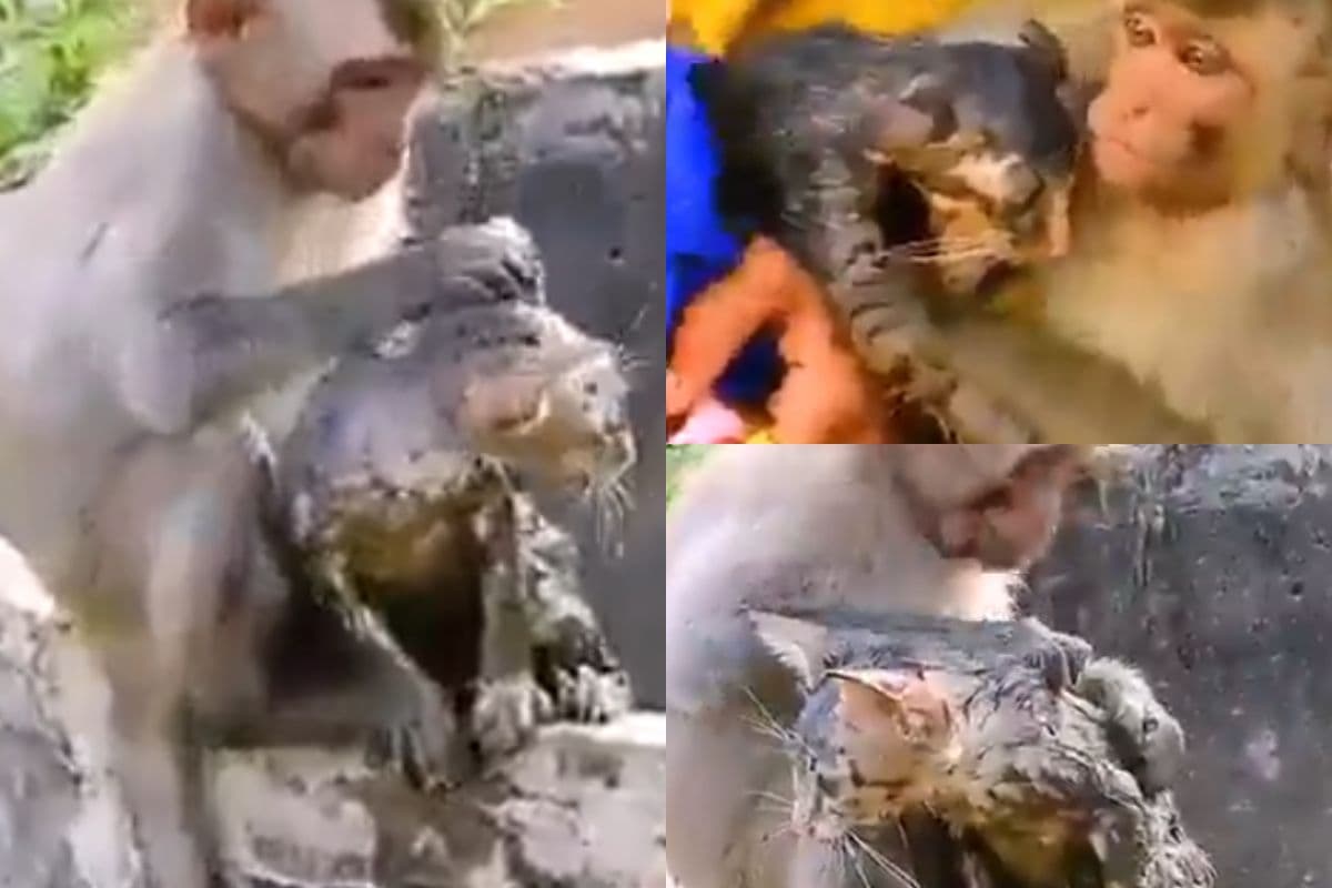 Viral Video: बंदर की समझदारी ने बचाई बिल्ली की जान, सोशल मीडिया पर वीडियो वायरल