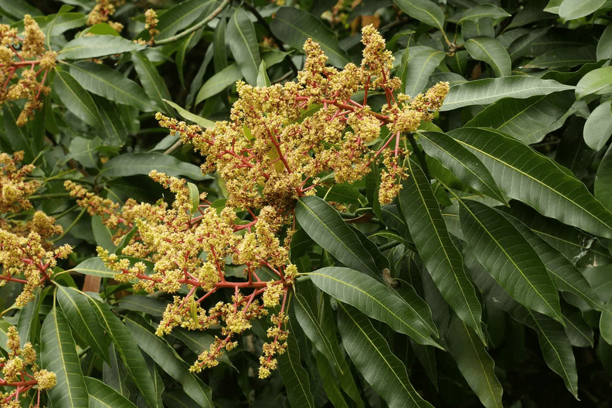 Mango Tree First Flowering Care: आम के पौधे का पहला बौर या मंजर क्यूं तोड़ देना चाहिए किसान ऐसा क्यूं करते है