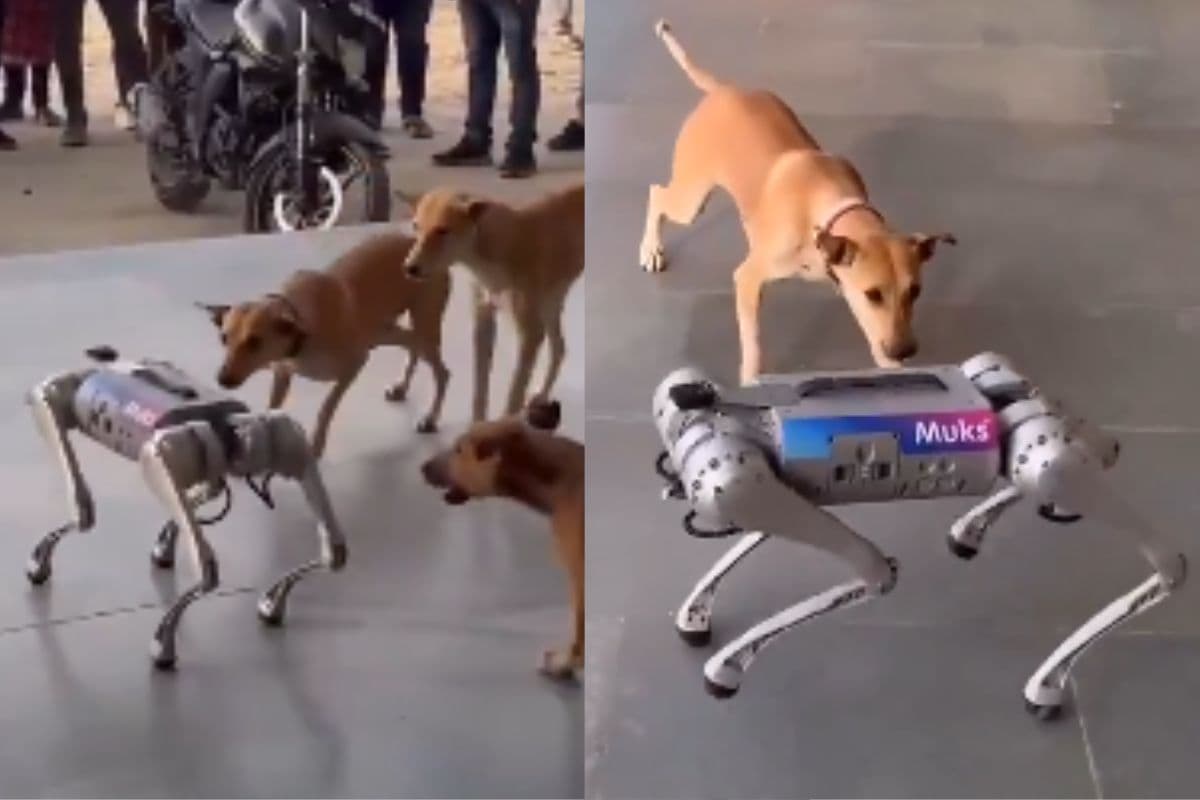 Viral Video: असली कौन है?IIT कानपुर के इस रोबोट को देख कुत्ते भी रह गए हैरान