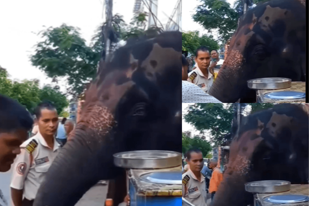 Viral Video: गोलगप्पे के दीवाने निकले हाथी महाराज, वीडियो हुआ वायरल