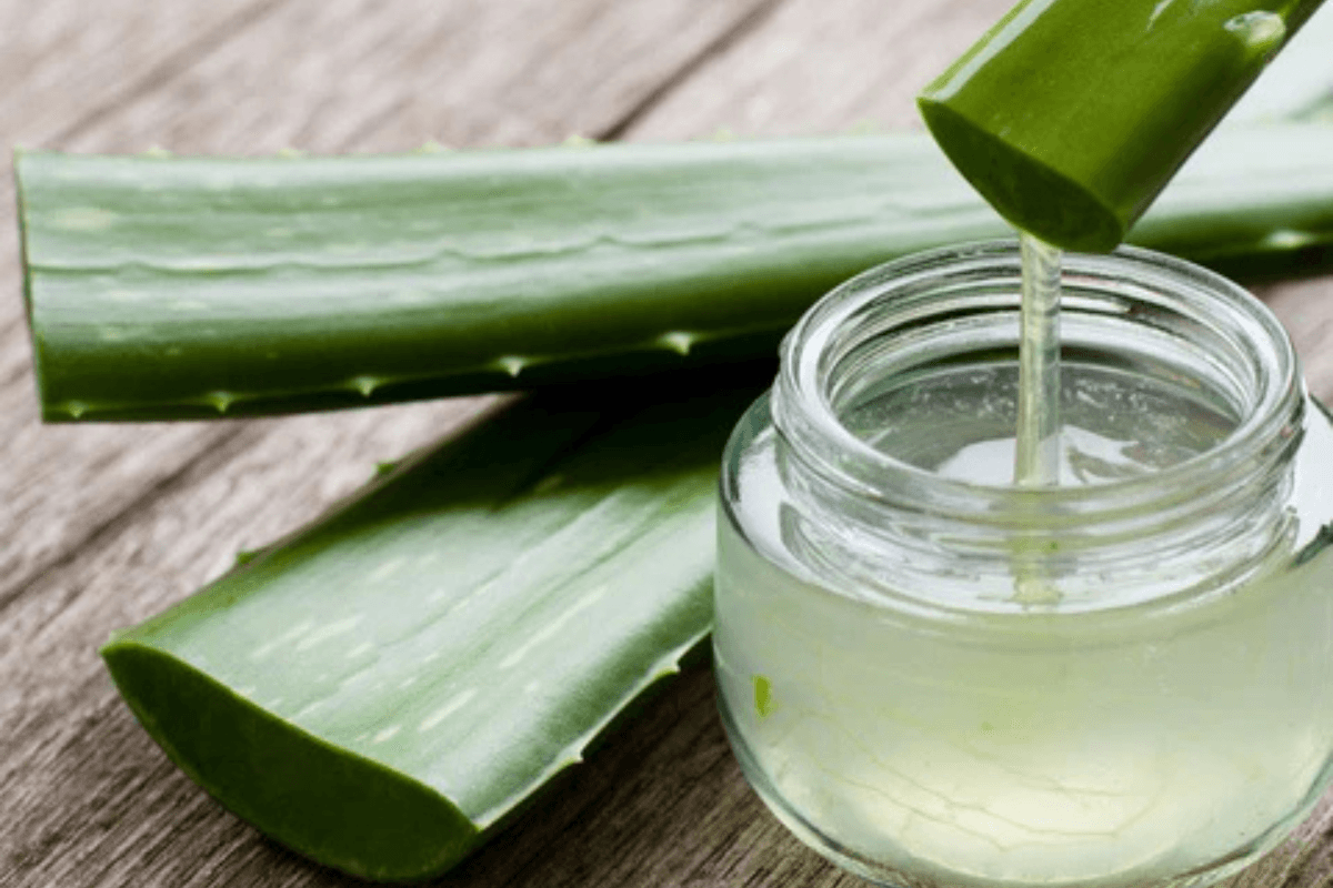 Homemade Aloe Vera Gel: घर पर बनाएं मार्केट जैसा एलोवेरा जेल, जानें स्टोर करने का सही तरीका