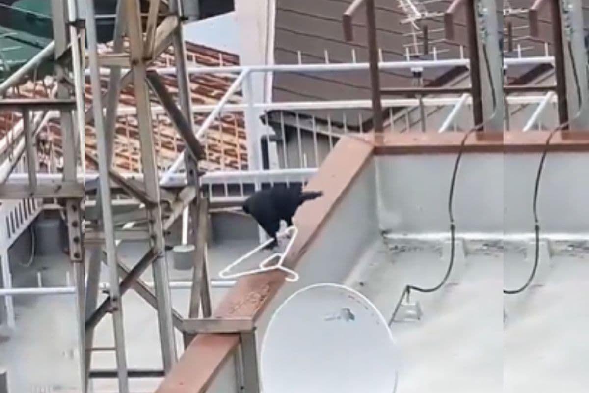 Viral Video: कौवे का जुगाड़ देख आपका दिल भी कहेगा- भई वाह… क्या इंतजाम है, देखिए वायरल वीडियो