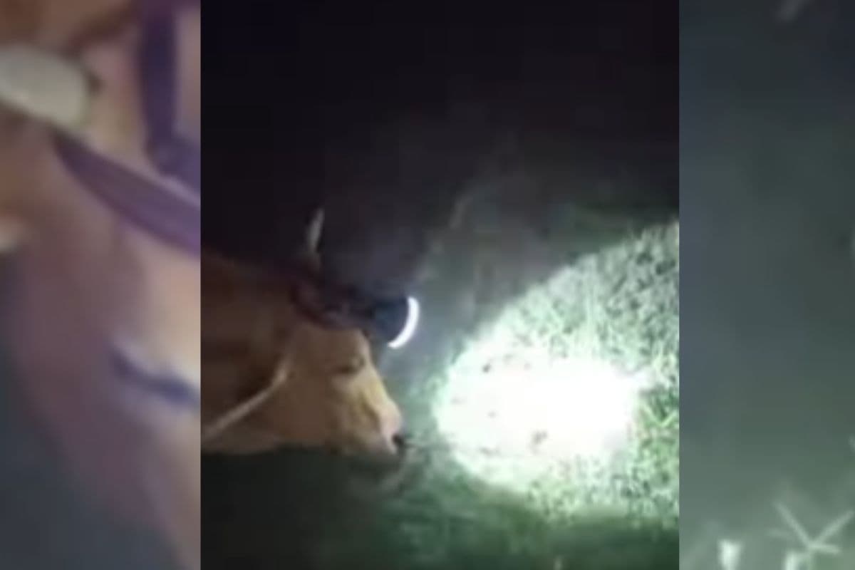 Viral Video: गाय का देसी जुगाड़! वीडियो देखकर आ जाएगी हंसी