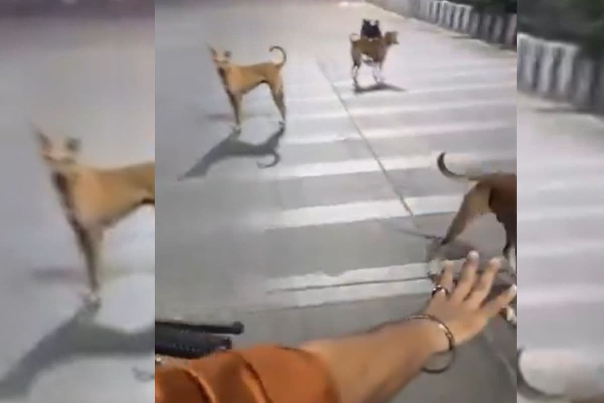 Viral Video: स्कूटी सवार को आवारा कुत्तों ने घेरा, बचने के लिए लगाया कमाल का जुगाड़, वीडियो हो रहा वायरल