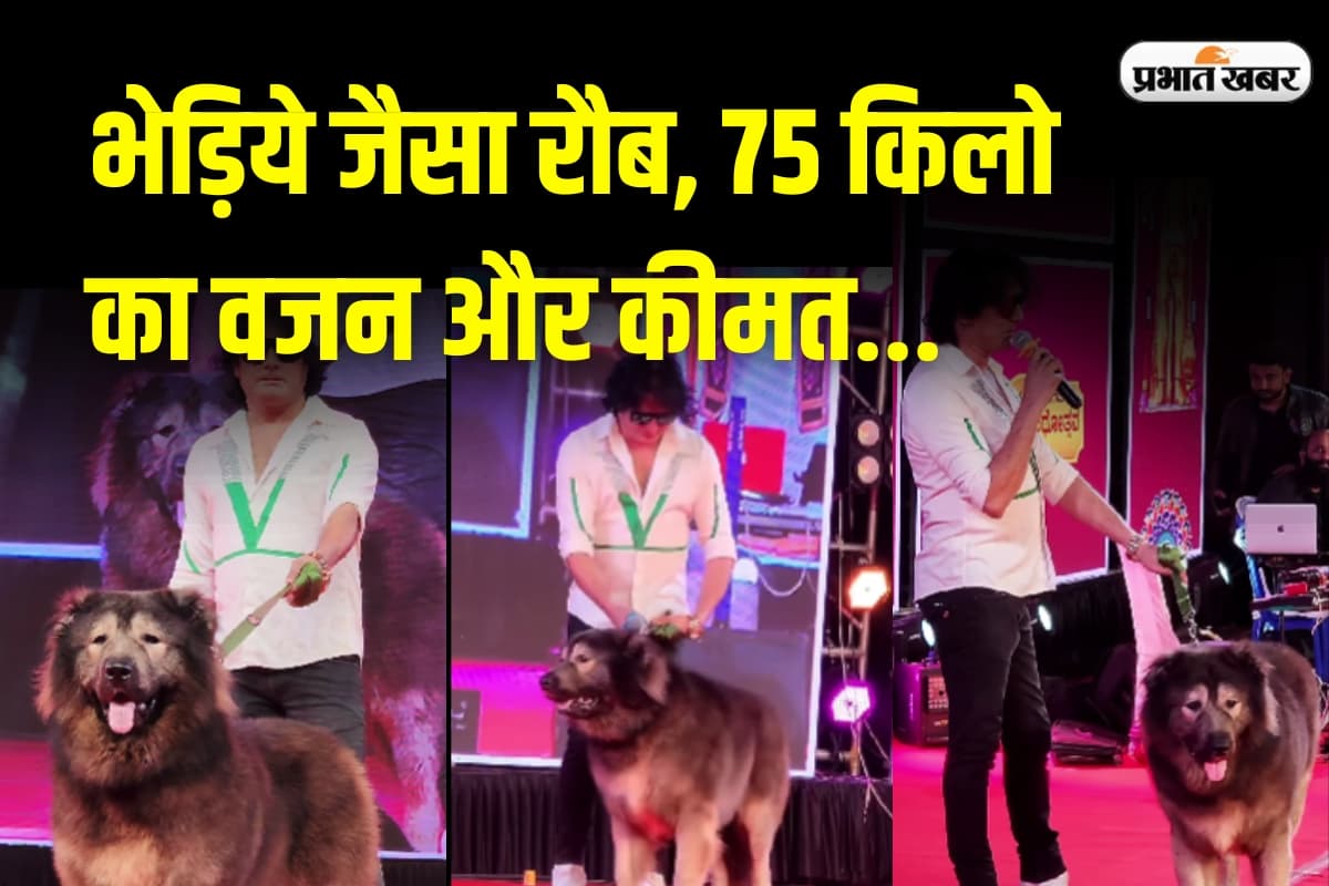 इतना महंगा कुत्ता कि कीमत सुनकर कांप उठेगा दिल, बेंगलुरु के शख्स ने ₹50 करोड़ में खरीदा वुल्फडॉग