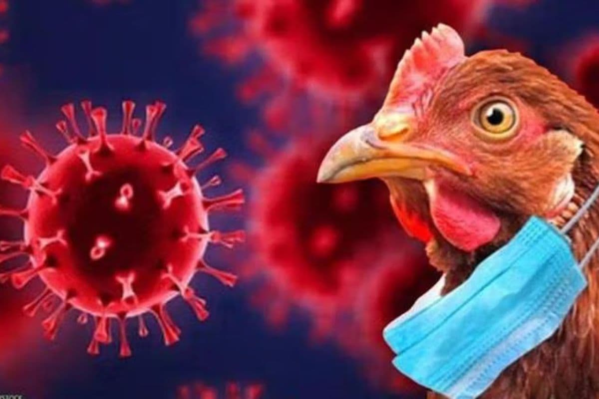 bird flu in bihar
