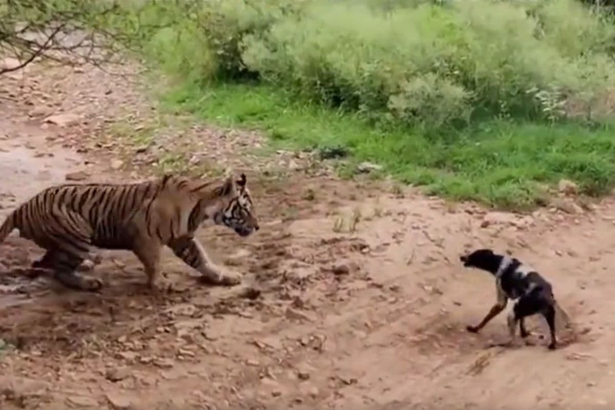 Viral Video: कुत्ते ने टाइगर को ललकारा, चंद सेकंड में हुआ ऐसा हाल, वीडियो पर छिड़ी बहस