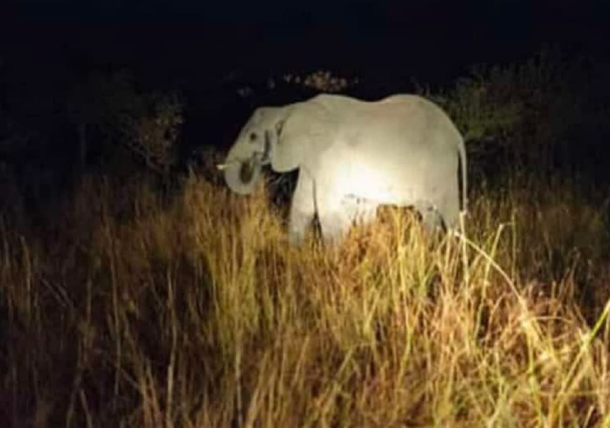 नेपाल से आए हाथी ने स्कूल और मकान किया क्षतिग्रस्त, दहशत में हैं बिहार के इस जिले के लोग
