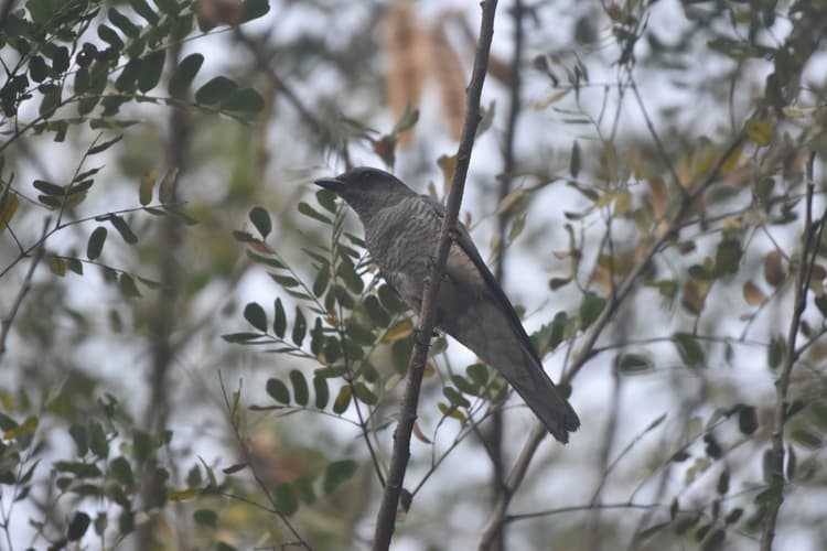 Bhagalpur News: नगरपारा टीचर ट्रेनिंग कॉलेज में दिखी दुर्लभ प्रवासी पक्षी बड़ी कोयल शिकरा