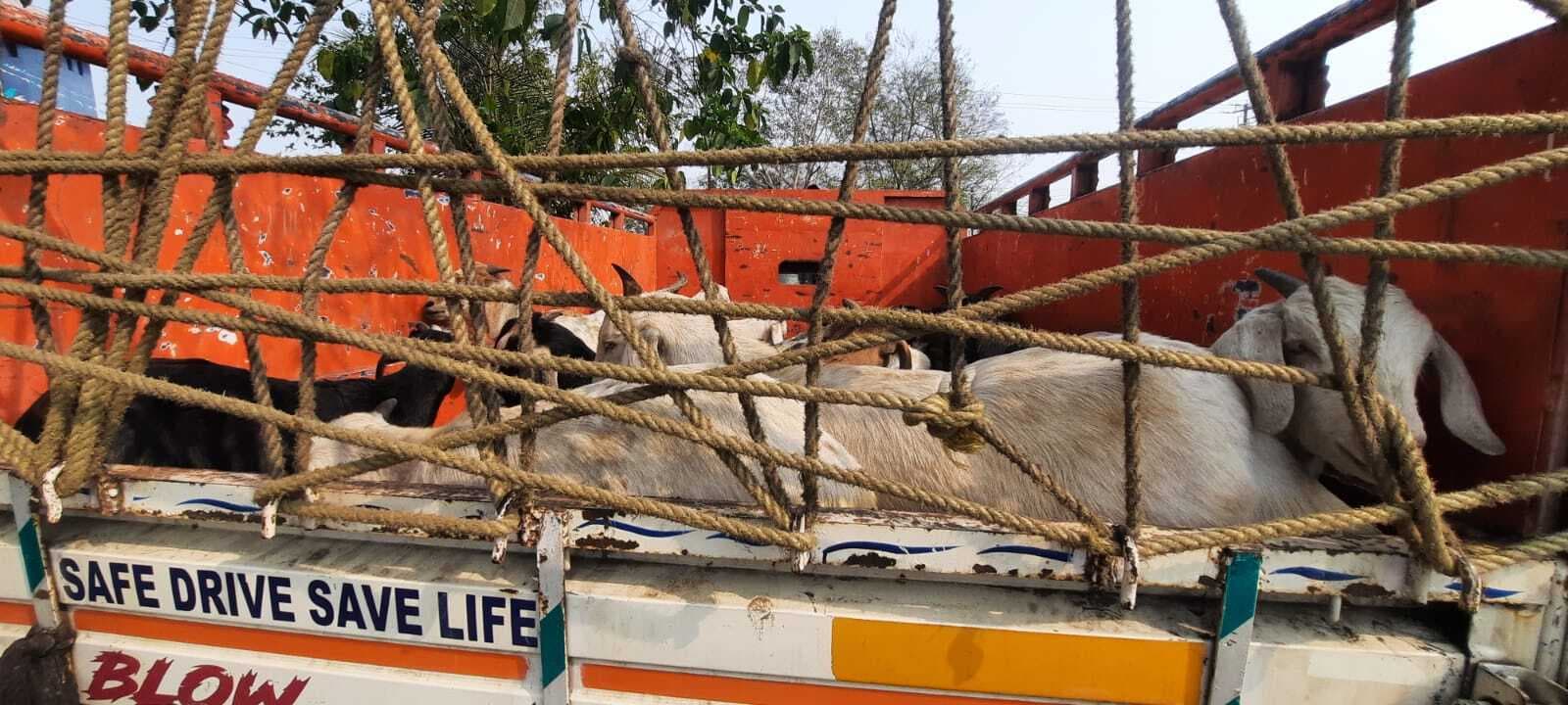 Dhanbad News: अंडाल से चुराये गये 19 बकरे निरसा से बरामद