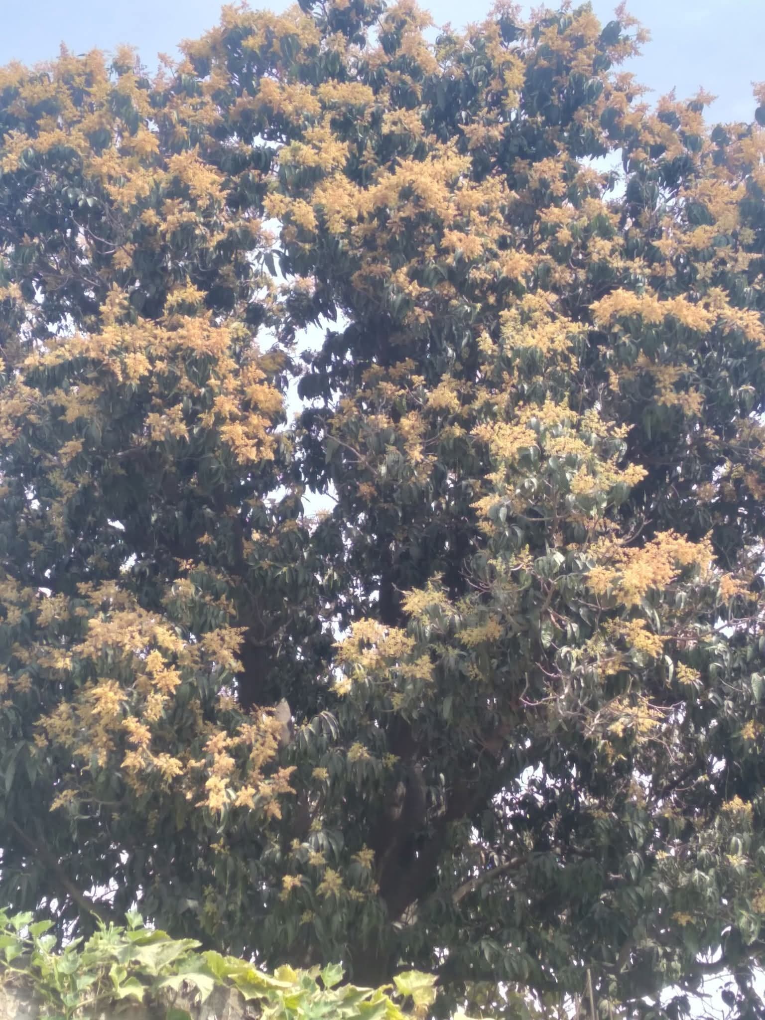 किसानों को आकर्षित कर रहा मंजर की खुशबू, आम में मंजर देख अच्छी उपज की उम्मीद