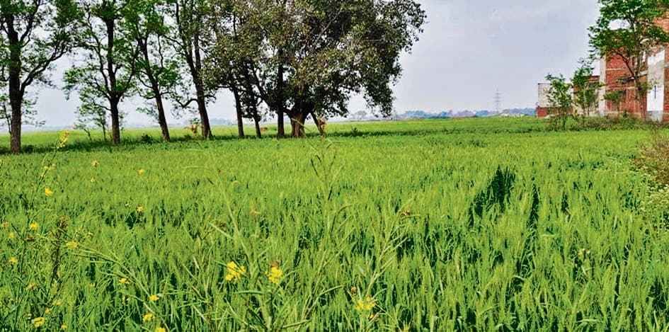 बढ़ते तापमान से गेहूं की उपज प्रभावित होने की आशंका, किसान चिंतित