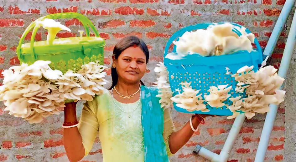 Gaya News : कुछ अलग : ढोलची मशरूम तैयार कर रहीं दीघासिन गांव की कंचन