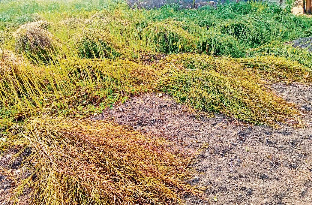 hajipur news. अचानक हुई बूंदाबांदी से गेहूं व तेलहन उत्पादक किसानों की बढ़ी चिंता