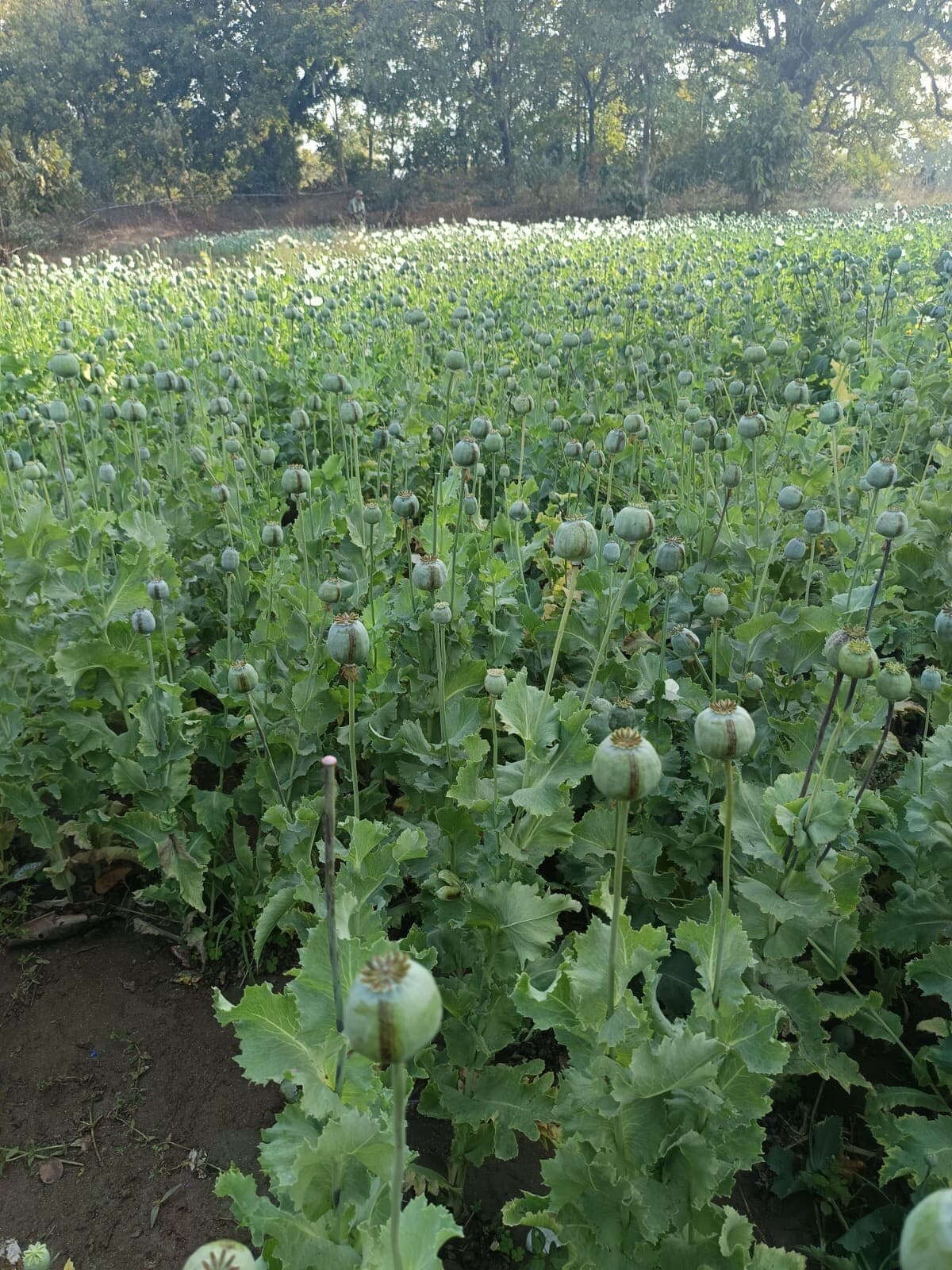 Giridih News :कौवाकोल पुलिस टीम ने अफीम खेती को किया नष्ट