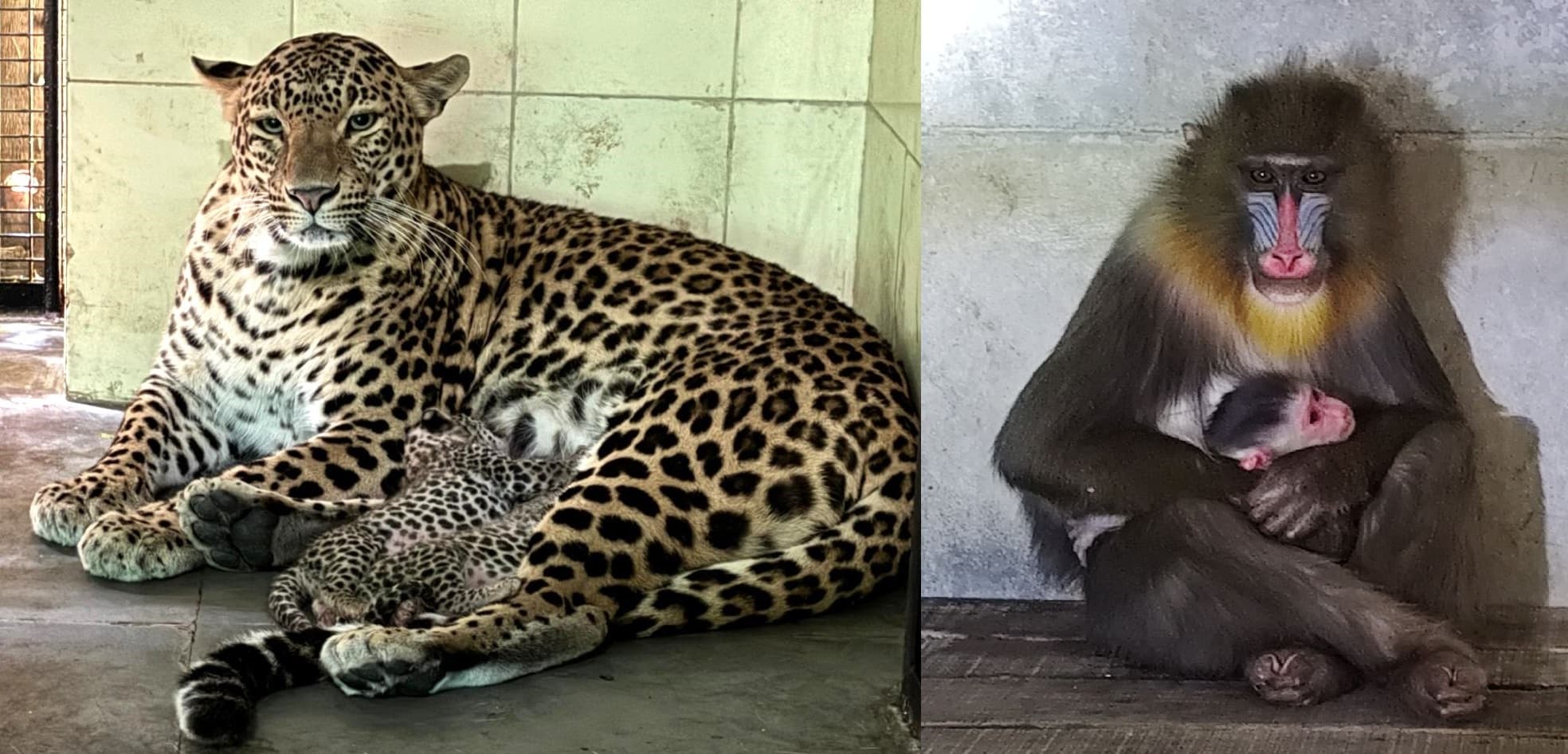 Jamshedpur News : टाटा जू में तेंदुआ ने दो शावकों और एक मैंड्रिल बंदर ने शिशु को दिया जन्म