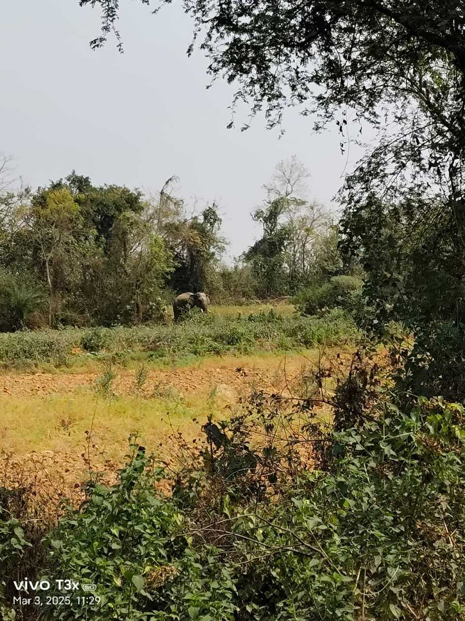 East Singhbhum News : बहरागोड़ा में बकरी के लिए पत्ता तोड़ने गये युवकों को हाथी ने पटका, एक की मौत, दो घायल